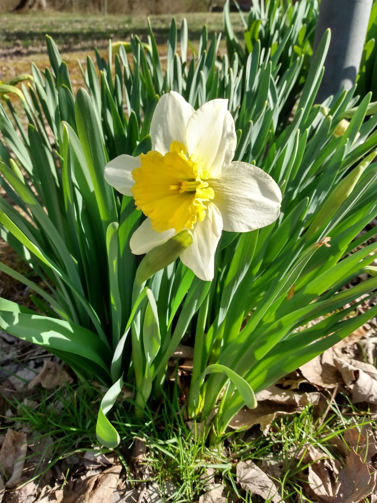 Beautiful flowers